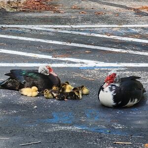 Meet your Posher, Skye